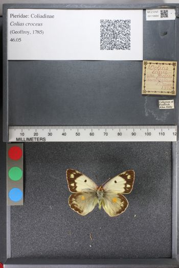 Media type: image;   Entomology 118884